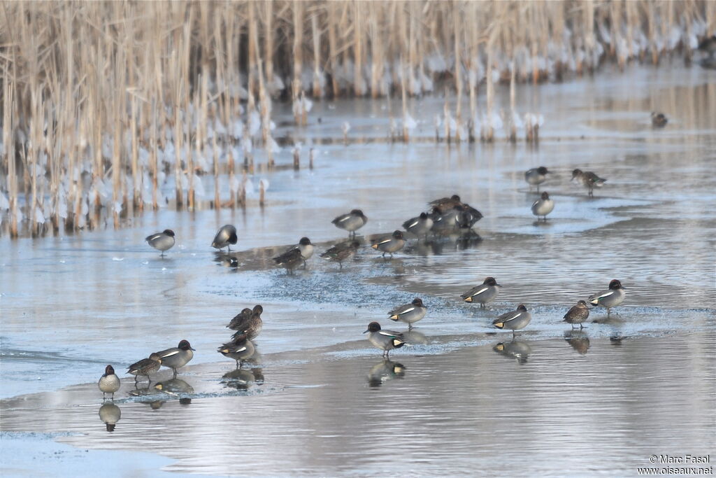 Sarcelle d'hiver, identification