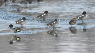 Eurasian Teal