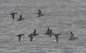 Eurasian Teal