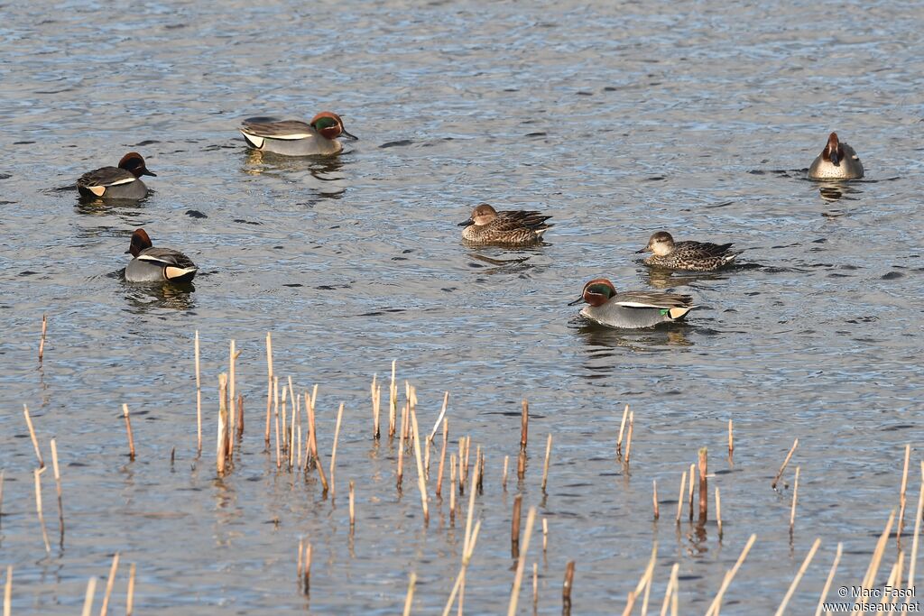 Eurasian Tealadult breeding, identification, Behaviour