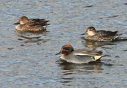 Eurasian Teal