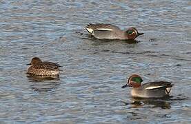 Eurasian Teal