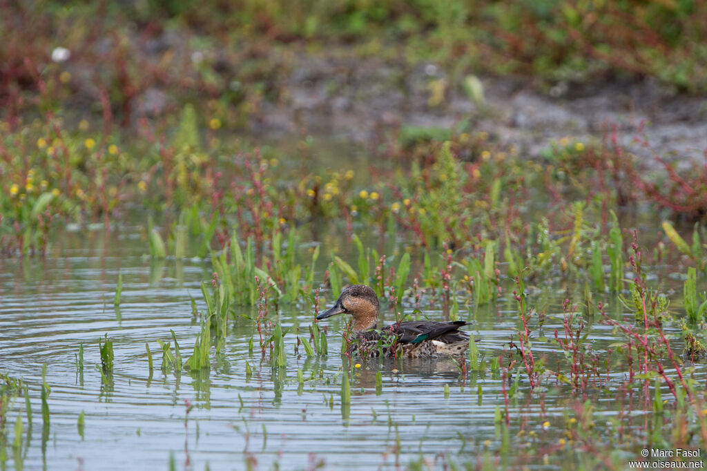 Sarcelle d'hiver mâle adulte internuptial, identification, régime, Comportement