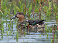 Eurasian Teal