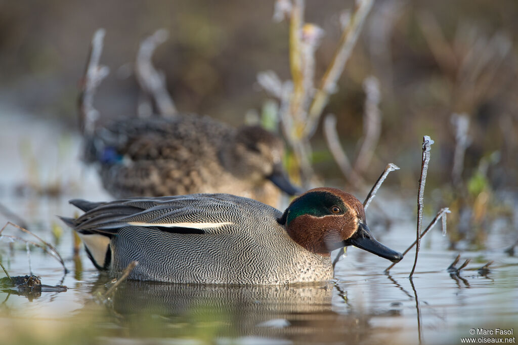 Eurasian Tealadult breeding, swimming