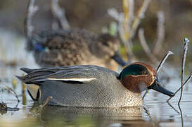 Eurasian Teal