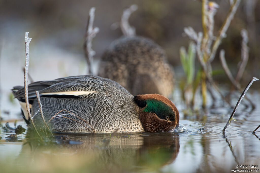 Eurasian Tealadult, eats