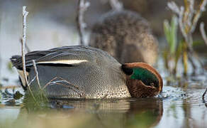 Eurasian Teal