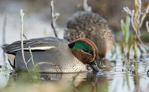 Eurasian Teal