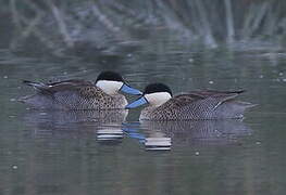 Puna Teal