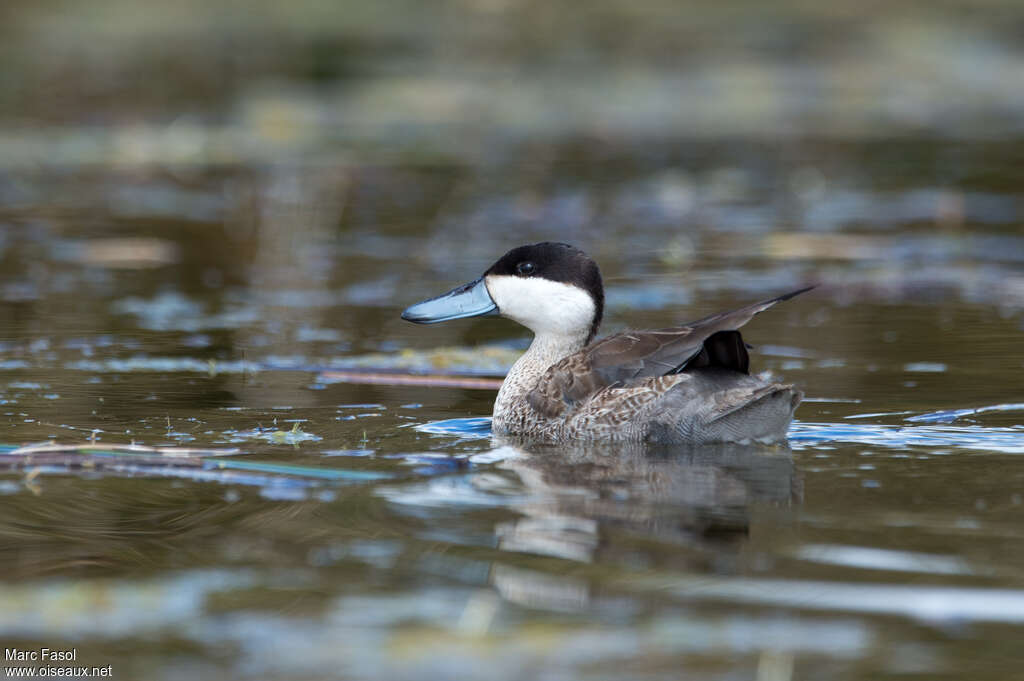 Puna Tealadult, swimming