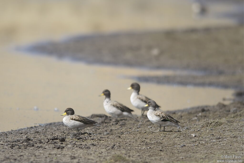 Sarcelle tachetéeadulte, identification