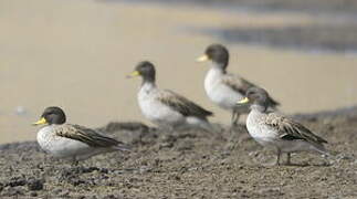 Yellow-billed Teal