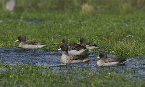 Yellow-billed Teal