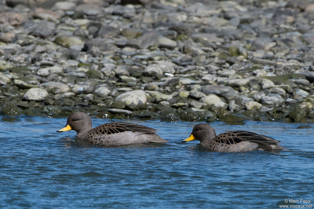 Yellow-billed Teal