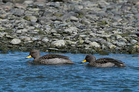 Yellow-billed Teal