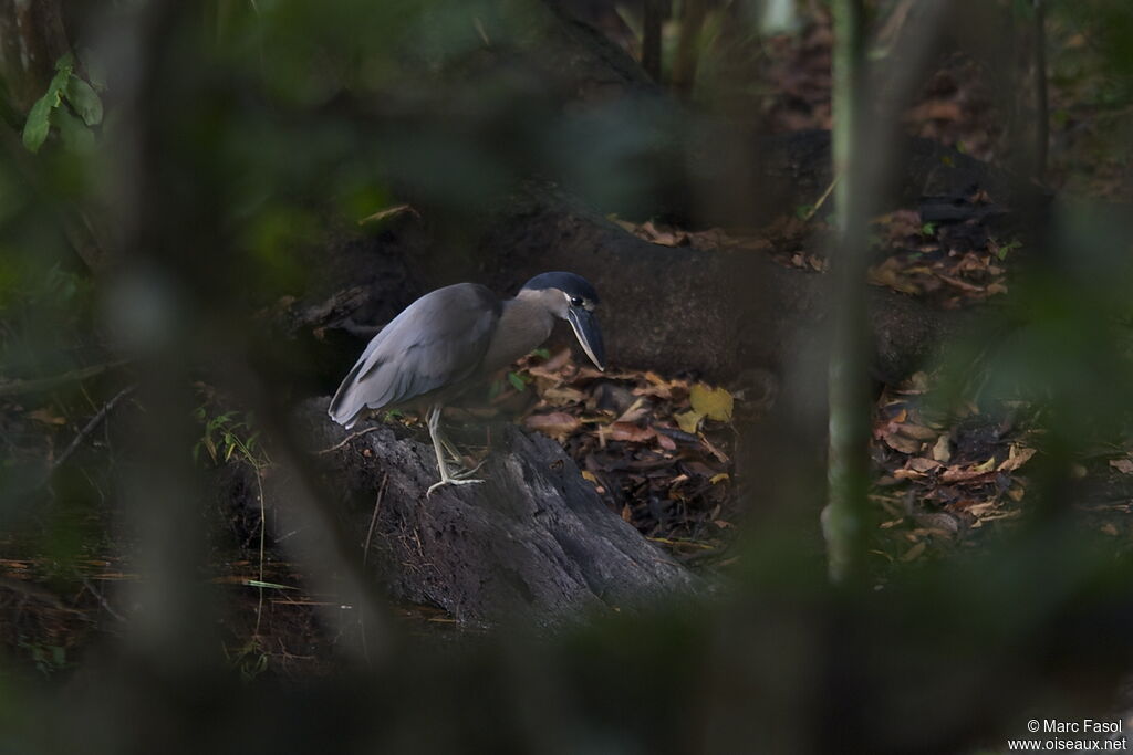 Boat-billed Heronadult breeding, identification, feeding habits, Behaviour