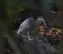 Boat-billed Heron