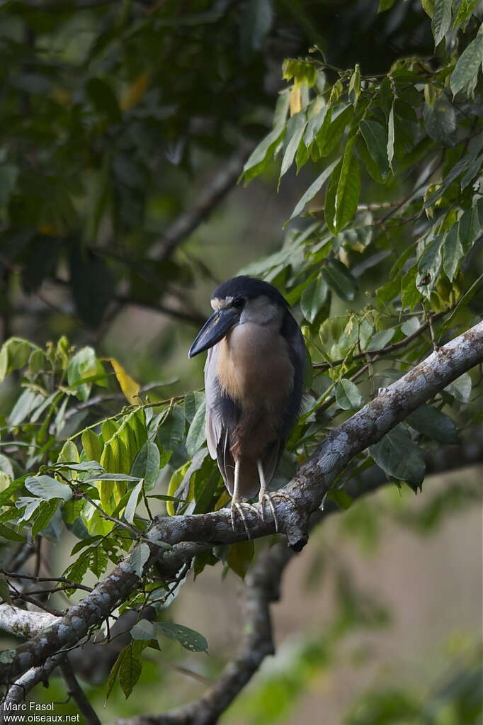 Boat-billed Heronadult breeding, identification, pigmentation