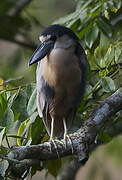 Boat-billed Heron