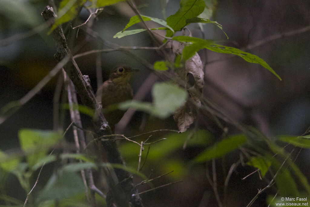 Scaly-throated Leaftosseradult, identification, Behaviour