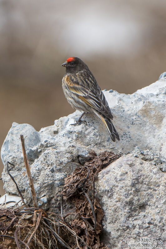 Red-fronted Serinadult breeding, identification