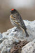 Serin à front rouge