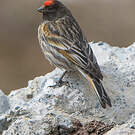 Serin à front rouge