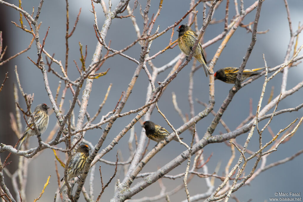 Serin à front rouge