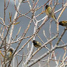 Serin à front rouge