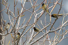 Serin à front rouge