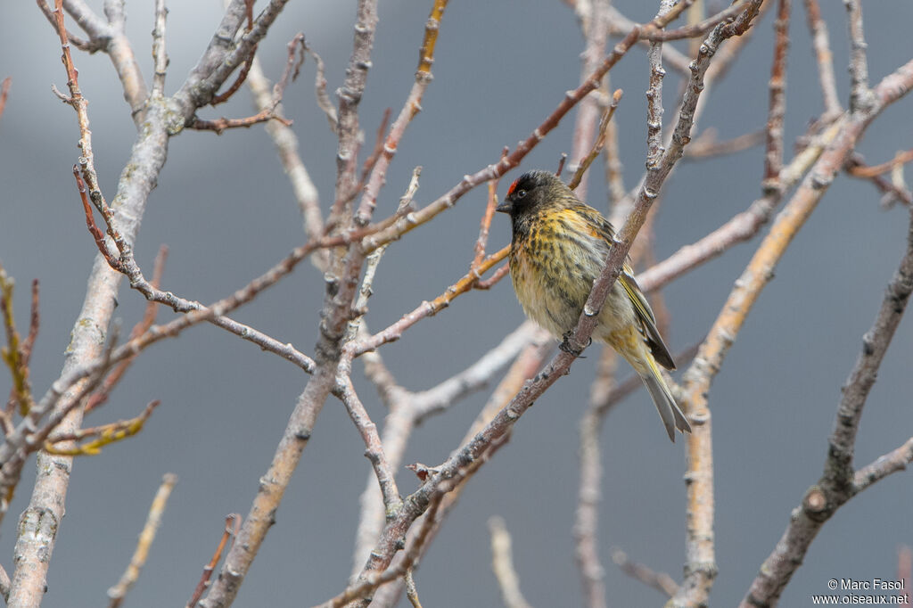 Serin à front rougeadulte, identification