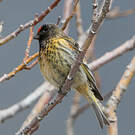 Serin à front rouge