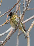 Serin à front rouge