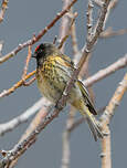 Serin à front rouge