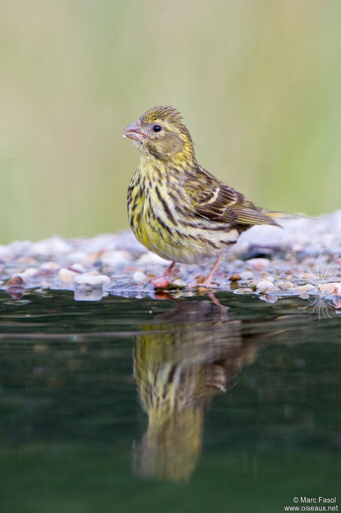 Serin cini femelle adulte, boit