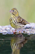 European Serin