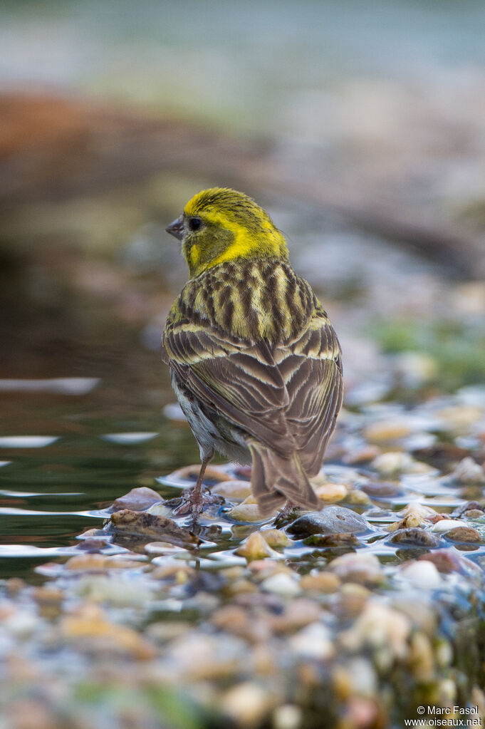 European Serin male adult, identification, drinks