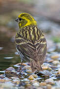 European Serin