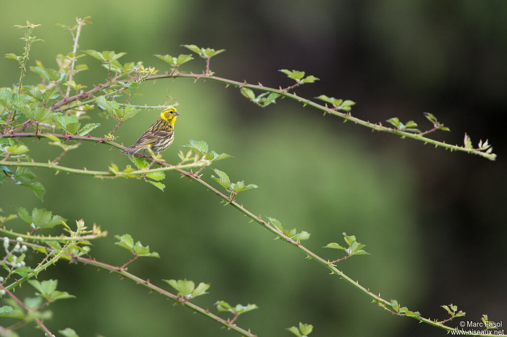 European Serin male adult, habitat