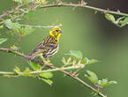 Serin cini