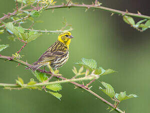 Serin cini