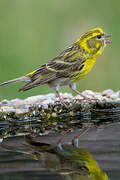 European Serin