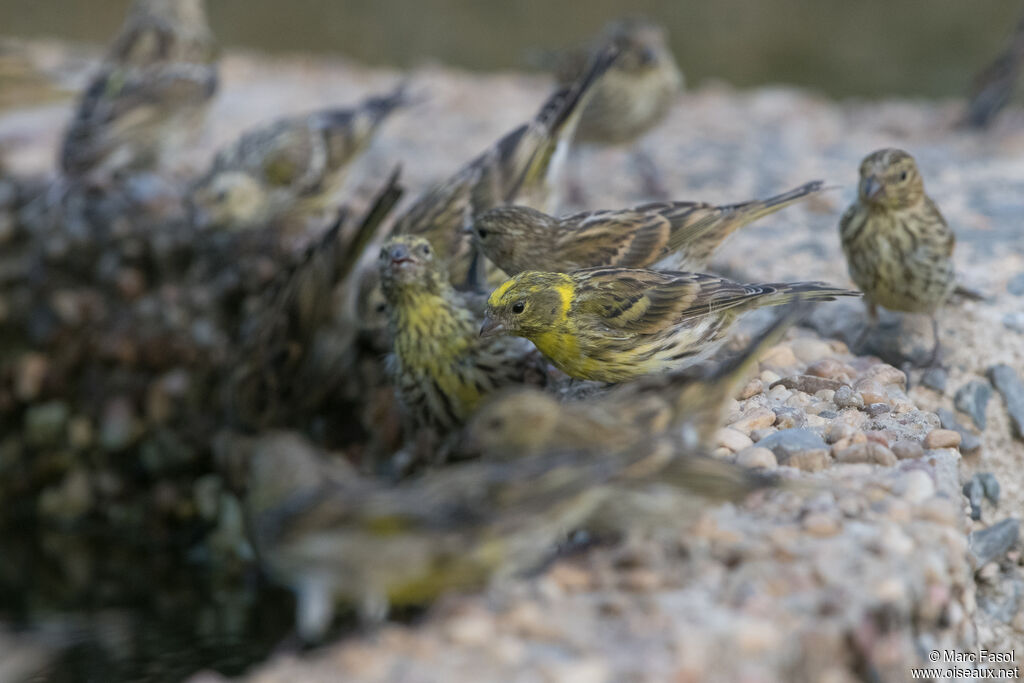 European Serin, drinks