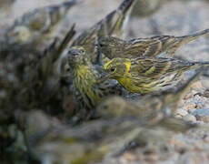 European Serin