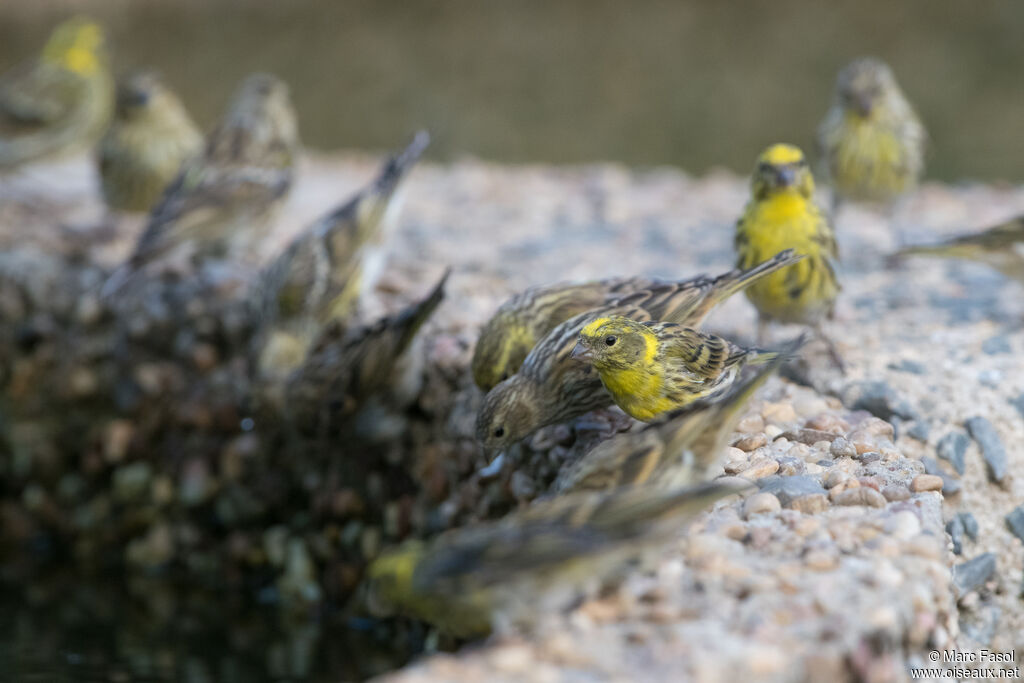 European Serin