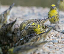 European Serin