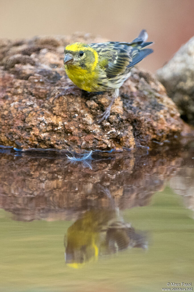 European Serin male adult