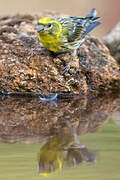 European Serin