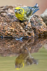 Serin cini